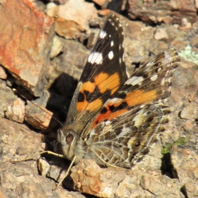 Vanessa kershawi (Australian Painted Lady) at Coree, ACT - 10 May 2020 by Sarah2019