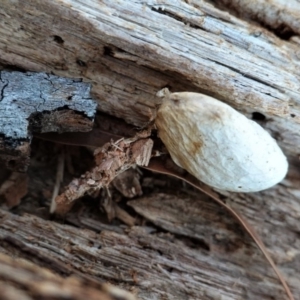 Psychidae (family) IMMATURE at Hughes, ACT - 10 May 2020 04:53 PM