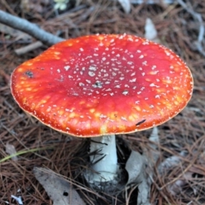 Amanita muscaria at Coree, ACT - 10 May 2020