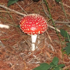 Amanita muscaria at Coree, ACT - 10 May 2020