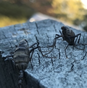 Boreoides subulatus at Farrer, ACT - 10 May 2020