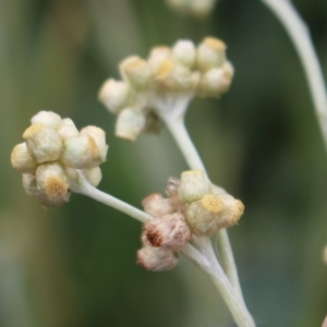 Pseudognaphalium luteoalbum at Coree, ACT - 2 May 2020