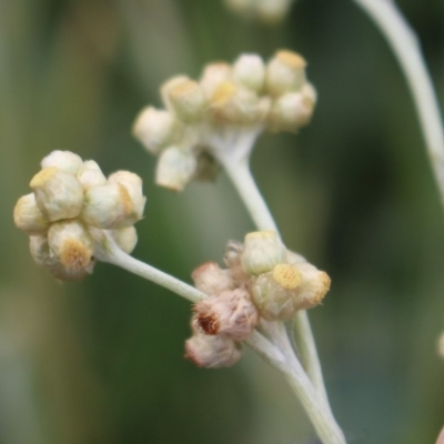 Pseudognaphalium luteoalbum (Jersey Cudweed) at Coree, ACT - 2 May 2020 by Sarah2019