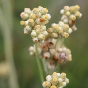 Pseudognaphalium luteoalbum at Coree, ACT - 2 May 2020