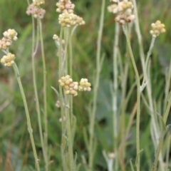 Pseudognaphalium luteoalbum at Coree, ACT - 2 May 2020