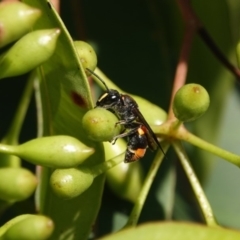 Eumeninae (subfamily) (Unidentified Potter wasp) at Black Range, NSW - 23 Feb 2019 by AndrewMcCutcheon