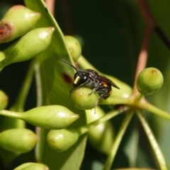 Eumeninae (subfamily) at Black Range, NSW - 23 Feb 2019 07:55 AM