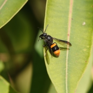 Eumeninae (subfamily) at Black Range, NSW - 23 Feb 2019 07:55 AM