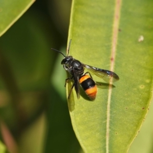 Eumeninae (subfamily) at Black Range, NSW - 23 Feb 2019