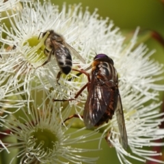 Pelecorhynchus sp. (genus) (A pelecorhynchid fly) at Black Range, NSW - 26 Feb 2019 by AndrewMcCutcheon