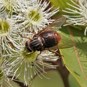 Pelecorhynchus sp. (genus) at Black Range, NSW - 26 Feb 2019
