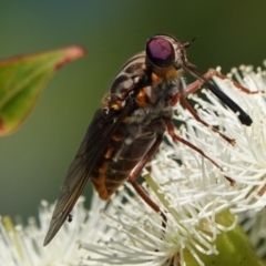 Pelecorhynchus sp. (genus) at Black Range, NSW - 26 Feb 2019 08:48 AM