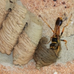 Sceliphron sp. (formosum or laetum) (Sceliphron mud dauber wasp) at Black Range, NSW - 4 Jan 2019 by AndrewMcCutcheon