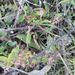 Fumaria muralis subsp. muralis (Wall Fumitory) at Coree, ACT - 10 May 2020 by Sarah2019