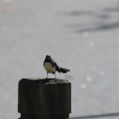 Rhipidura leucophrys (Willie Wagtail) at Amaroo, ACT - 10 May 2020 by Tammy