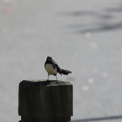 Rhipidura leucophrys (Willie Wagtail) at Amaroo, ACT - 10 May 2020 by Tammy