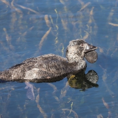 Biziura lobata (Musk Duck) at Yerrabi Pond - 10 May 2020 by Tammy