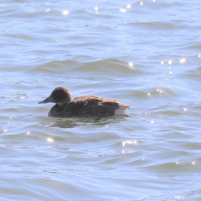 Aythya australis (Hardhead) at Yerrabi Pond - 10 May 2020 by Tammy