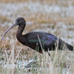 Plegadis falcinellus (Glossy Ibis) at Jerrabomberra Wetlands - 5 Oct 2011 by Harrisi