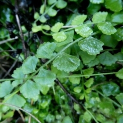 Asplenium flabellifolium (Necklace Fern) at Googong, NSW - 11 May 2020 by Wandiyali