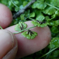 Asplenium flabellifolium at Googong, NSW - 11 May 2020