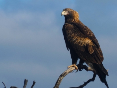 Aquila audax (Wedge-tailed Eagle) at Googong, NSW - 10 May 2020 by Wandiyali