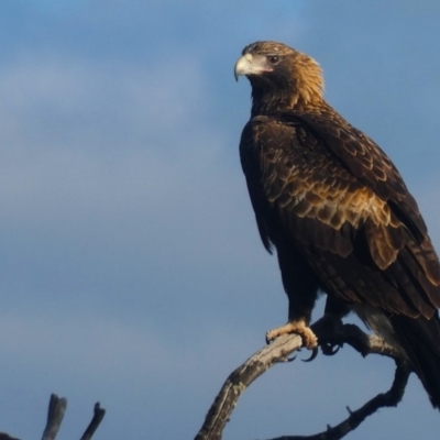 Aquila audax (Wedge-tailed Eagle) at Wandiyali-Environa Conservation Area - 10 May 2020 by Wandiyali