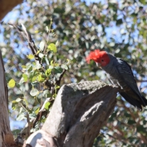 Callocephalon fimbriatum at Gundaroo, NSW - 6 May 2020