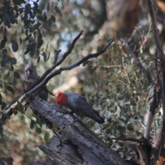 Callocephalon fimbriatum at Gundaroo, NSW - 6 May 2020