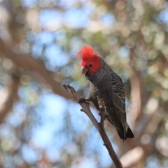 Callocephalon fimbriatum (Gang-gang Cockatoo) at Gundaroo, NSW - 6 May 2020 by Gunyijan