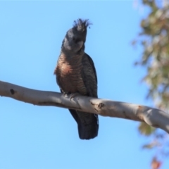 Callocephalon fimbriatum at Gundaroo, NSW - 6 May 2020