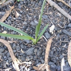 Dianella sp. aff. longifolia (Benambra) (Pale Flax Lily, Blue Flax Lily) at Tennent, ACT - 8 May 2020 by MichaelMulvaney