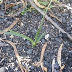 Dianella sp. aff. longifolia (Benambra) at Tennent, ACT - 8 May 2020 09:19 AM