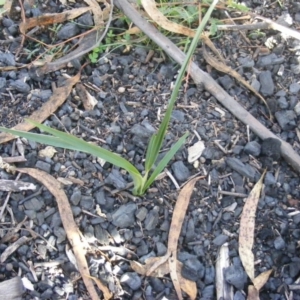 Dianella sp. aff. longifolia (Benambra) at Tennent, ACT - 8 May 2020