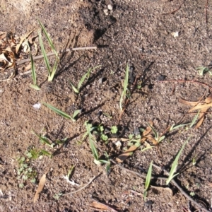 Dianella sp. aff. longifolia (Benambra) at Tennent, ACT - 8 May 2020