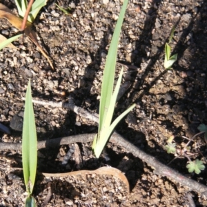 Dianella sp. aff. longifolia (Benambra) at Tennent, ACT - 8 May 2020