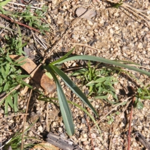 Dianella sp. aff. longifolia (Benambra) at Tennent, ACT - 8 May 2020