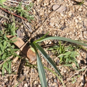 Dianella sp. aff. longifolia (Benambra) at Tennent, ACT - 8 May 2020