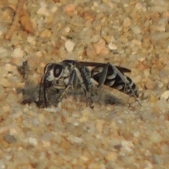 Turneromyia sp. (genus) (Zebra spider wasp) at Bullen Range - 15 Jan 2020 by michaelb