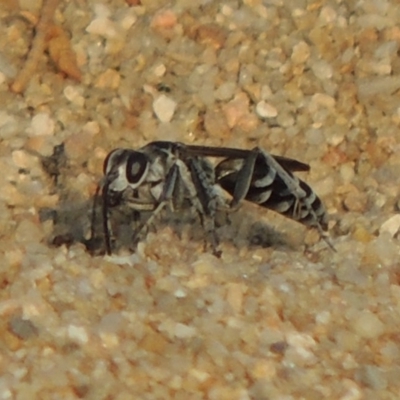 Turneromyia sp. (genus) (Zebra spider wasp) at Tuggeranong DC, ACT - 15 Jan 2020 by michaelb