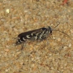 Turneromyia sp. (genus) at Tuggeranong DC, ACT - 15 Jan 2020