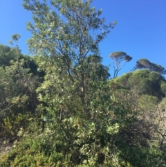 Banksia integrifolia subsp. integrifolia (Coast Banksia) at Tura Beach, NSW - 10 May 2020 by Carine