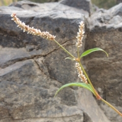 Persicaria lapathifolia (Pale Knotweed) at Tuggeranong DC, ACT - 15 Jan 2020 by michaelb
