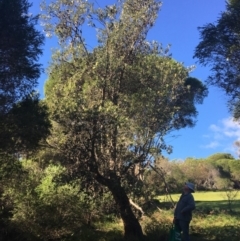 Banksia integrifolia subsp. integrifolia (Coast Banksia) at North Tura Coastal Reserve - 10 May 2020 by Carine