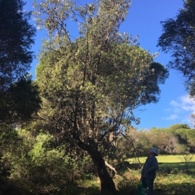 Banksia integrifolia subsp. integrifolia (Coast Banksia) at North Tura Coastal Reserve - 10 May 2020 by Carine