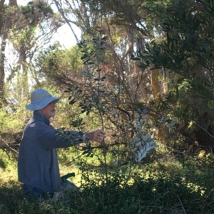 Banksia integrifolia subsp. integrifolia at North Tura - 10 May 2020