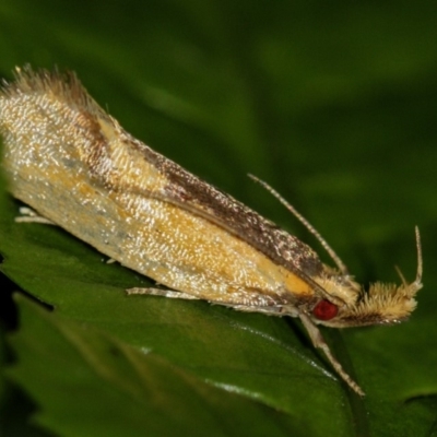 Thema psammoxantha (A concealer moth) at Melba, ACT - 25 Jan 2009 by Bron