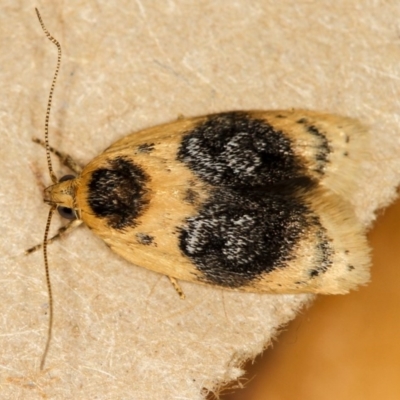Garrha ocellifera (A concealer moth) at Melba, ACT - 18 Dec 2011 by Bron