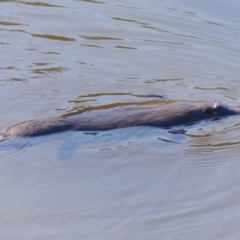 Ornithorhynchus anatinus (Platypus) at Bega, NSW - 11 May 2020 by MatthewHiggins