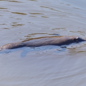 Ornithorhynchus anatinus at Bega, NSW - 11 May 2020